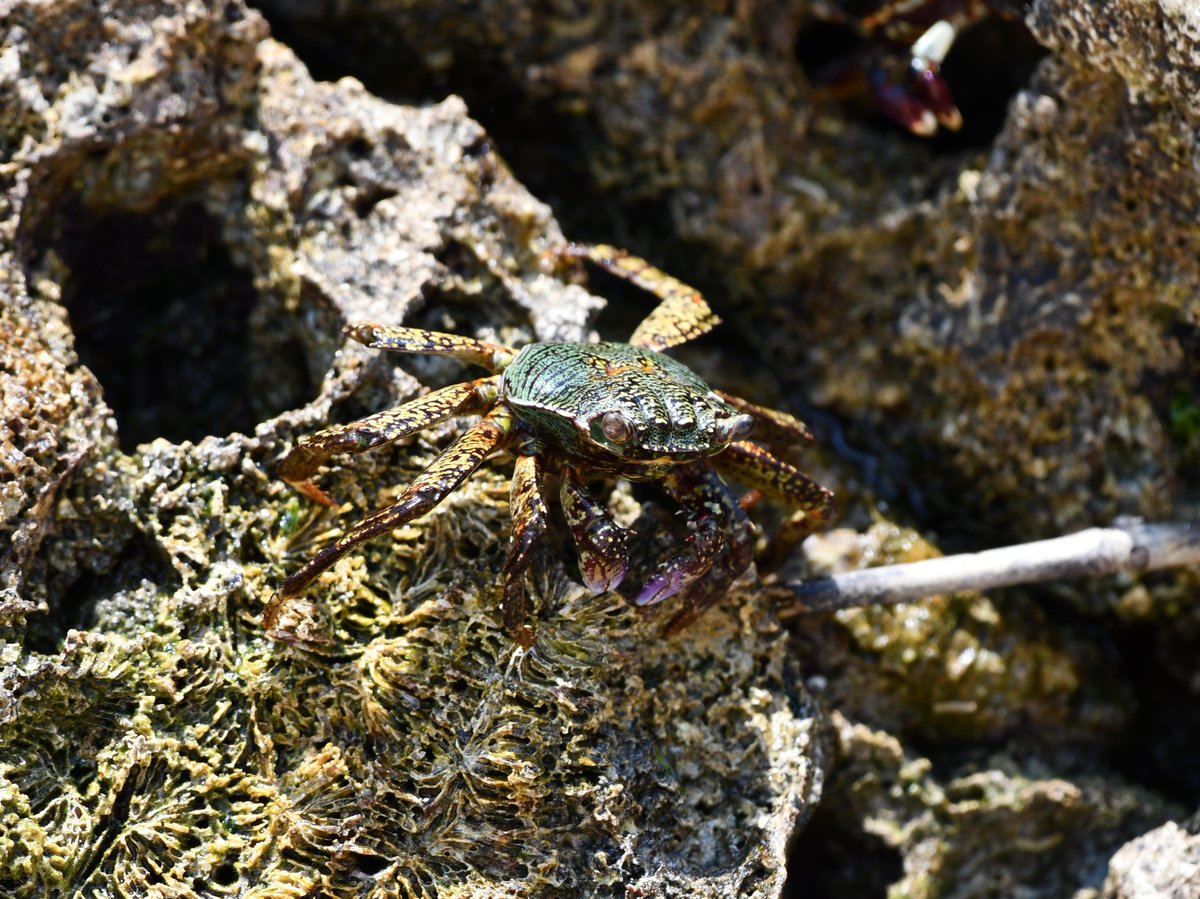 #31:
          Another variation of Striped Shore Crab, Okinawa.
          f/5.6 at 500mm - Shutter Speed: 1/500 - ISO: 320